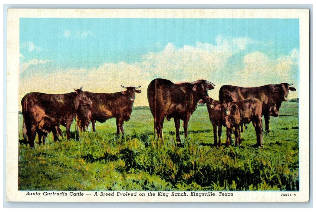 Santa Gertrudis Cattle Breed Evolved On King Ranch Kingsville Texas TX Postcard