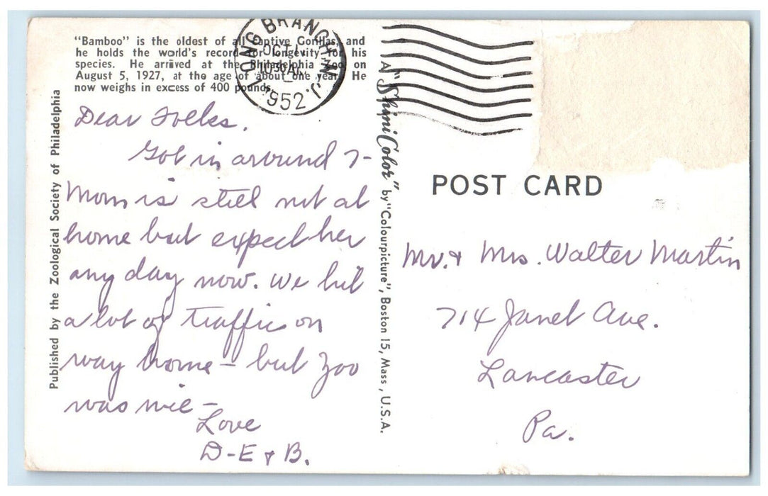 1952 Gorilla Bamboo Philadelphia Zoo Long Beach New Jersey NJ Vintage Postcard