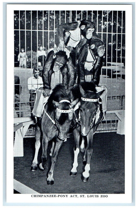 Chimpanzee Riding Pony Act Pyramid Formation St. Louis Zoo Animals Postcard