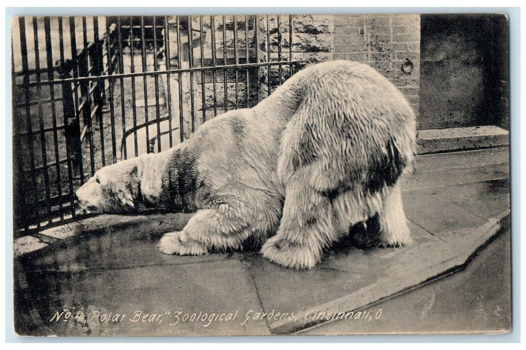 1908 Polar Bear Zoological Gardens Cincinnati Ohio OH Animals Antique Postcard