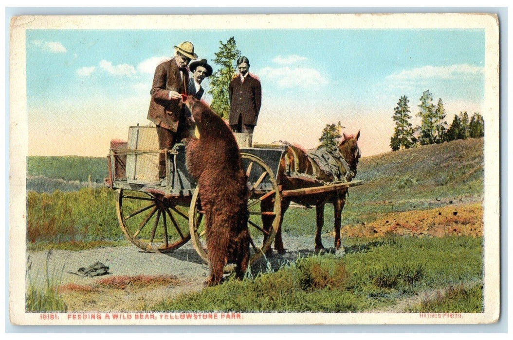 c1910's Feeding A Wild Bear Yellowstone Park WY Animals Haynes Photo Postcard