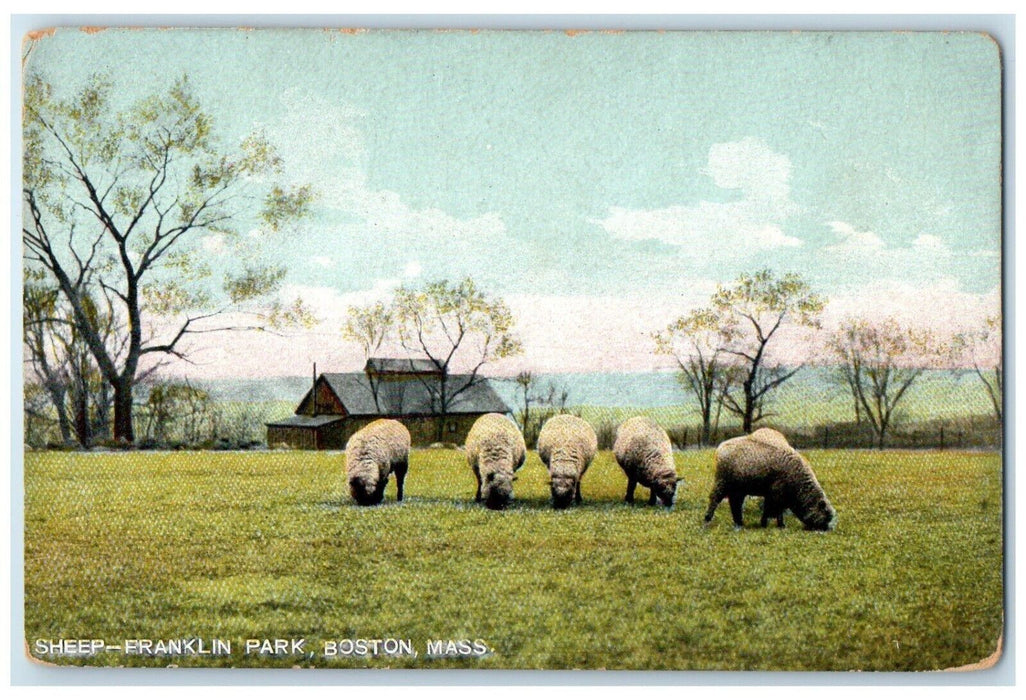 c1910's Sheep Franklin Park Boston Massachusetts MA Animals Antique Postcard