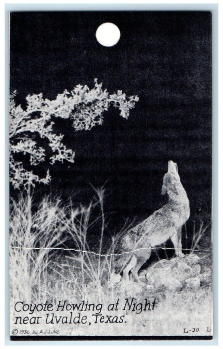 c1930's Coyote Howling At Night Near Uvalde Texas TX Vintage Postcard