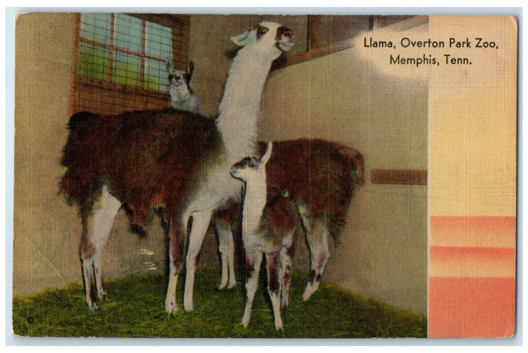 c1910's Llama Overton Park Zoo Memphis Tennessee TN Animals Antique Postcard