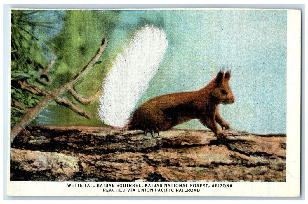 White Tail Kaibab Squirrel National Forest AZ Union Pacific Railroad Postcard