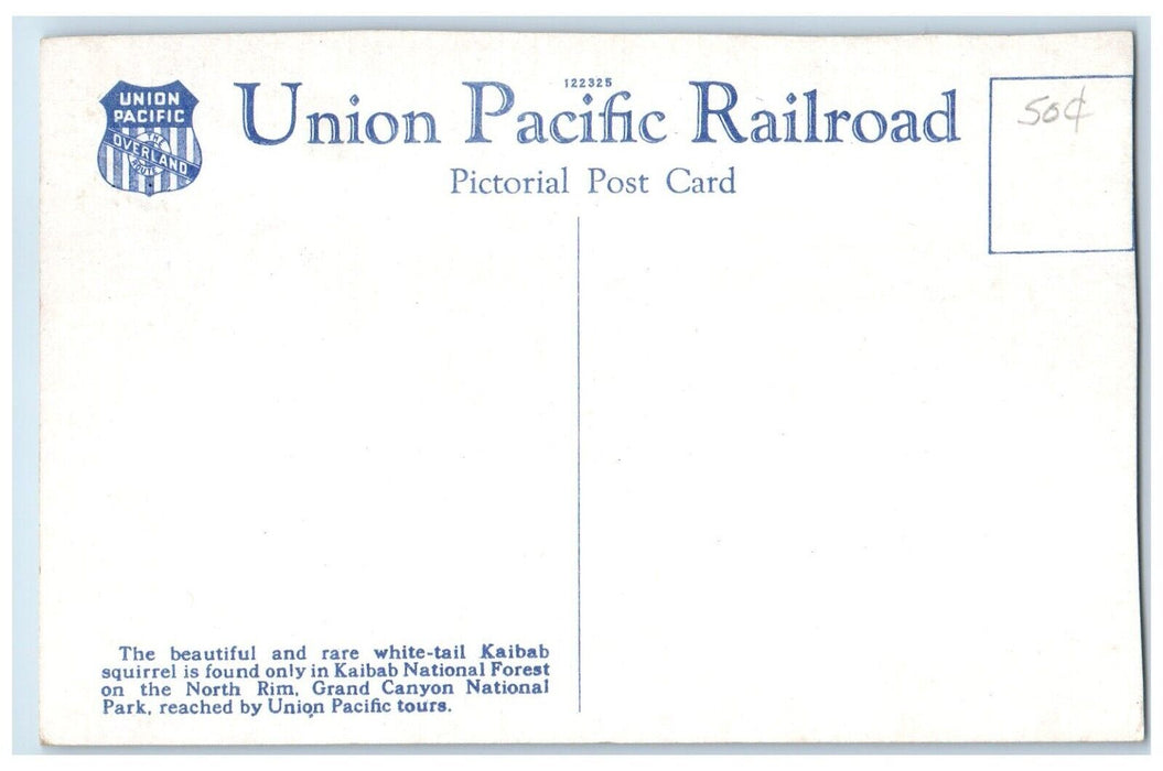 White Tail Kaibab Squirrel National Forest AZ Union Pacific Railroad Postcard