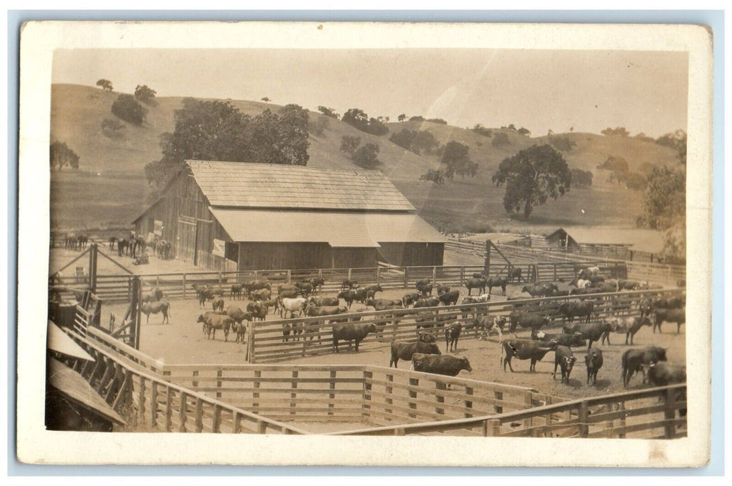 c1910's Cow Cattle Farm Ranch Animals RPPC Photo Unposted Antique Postcard