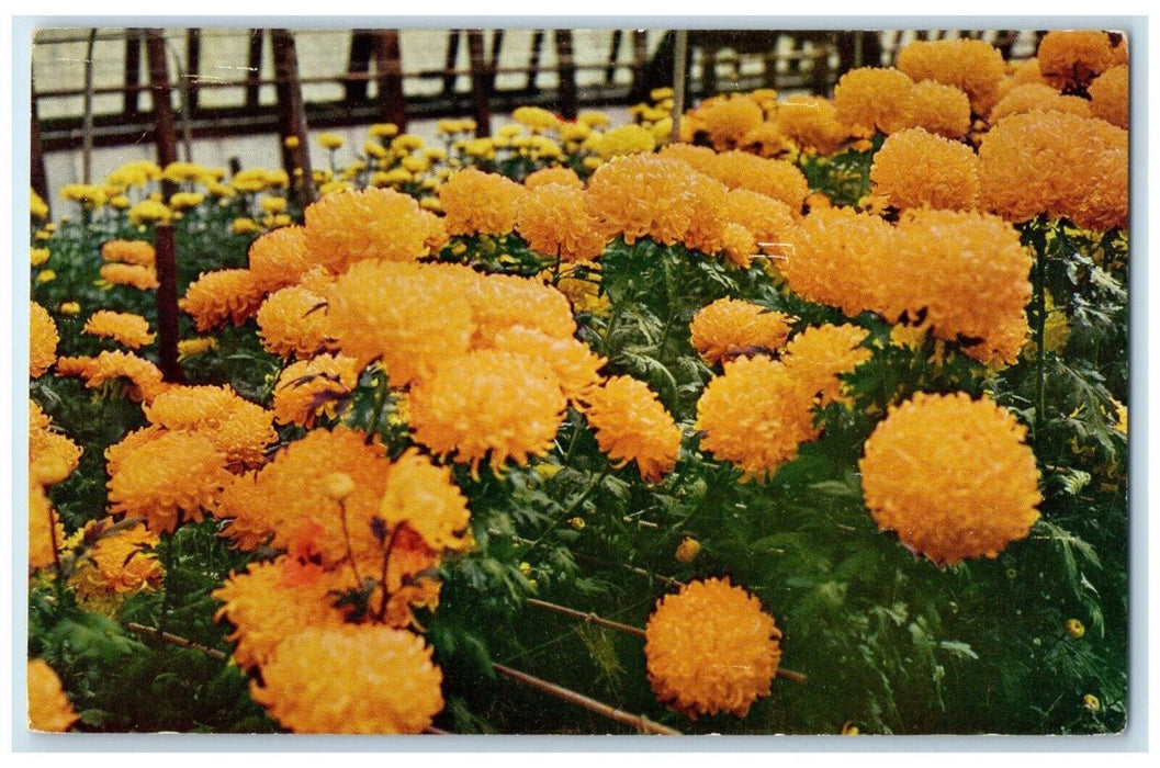 1960 Chrysanthemums Flower Burgett Greenhouses Cloudcroft New Mexico NM Postcard