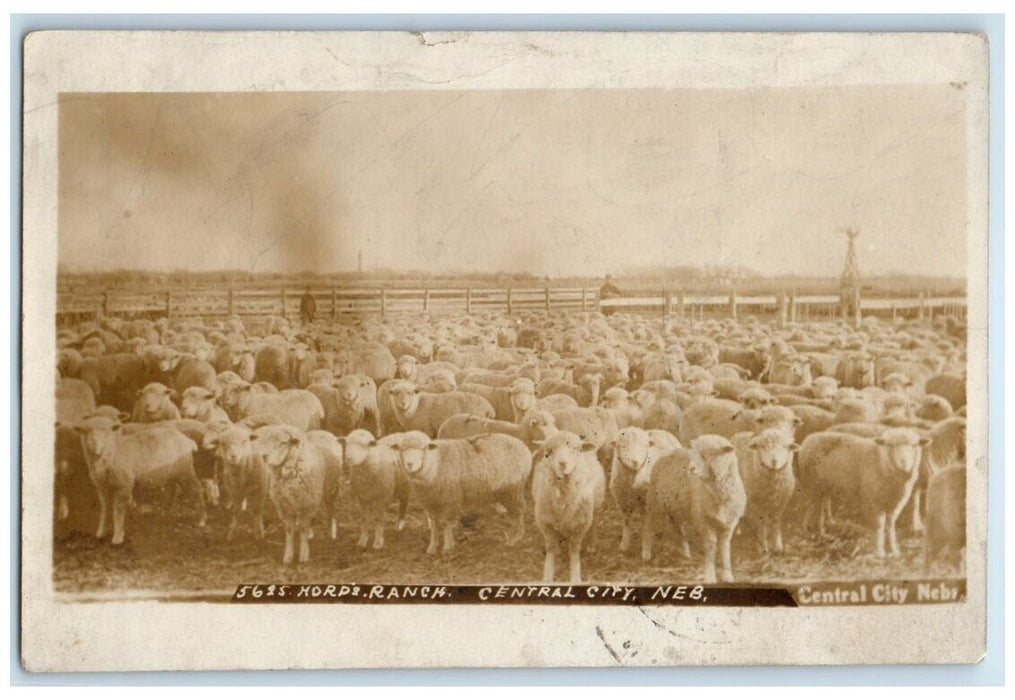 1909 Hords Ranch Sheep Farm View Central City Nebraska NE RPPC Photo Postcard