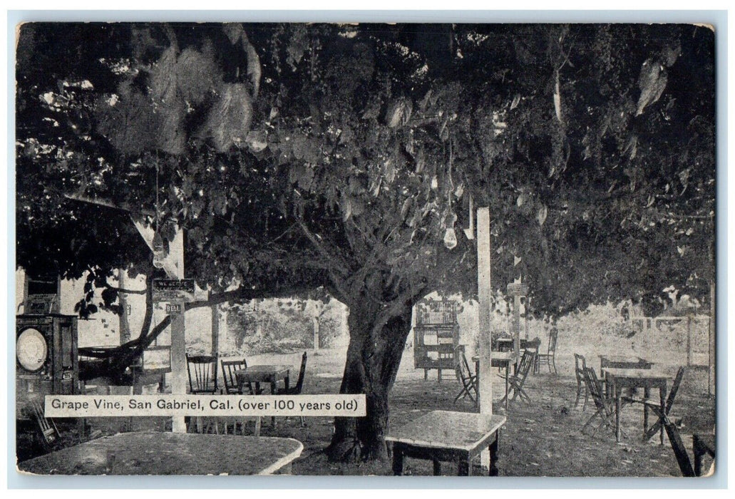 c1910 Grape Vine Bench Trees Restaurant San Gabriel California Unposted Postcard