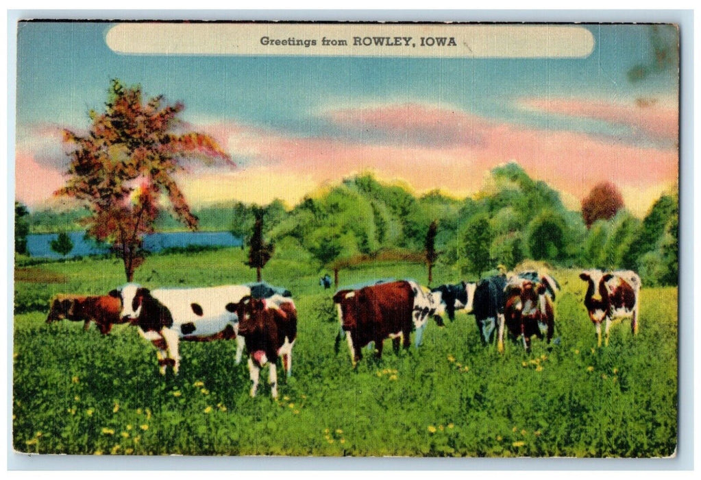 c1940 Greetings From Cow Herd Field Trees Rowley Iowa Vintage Antique Postcard