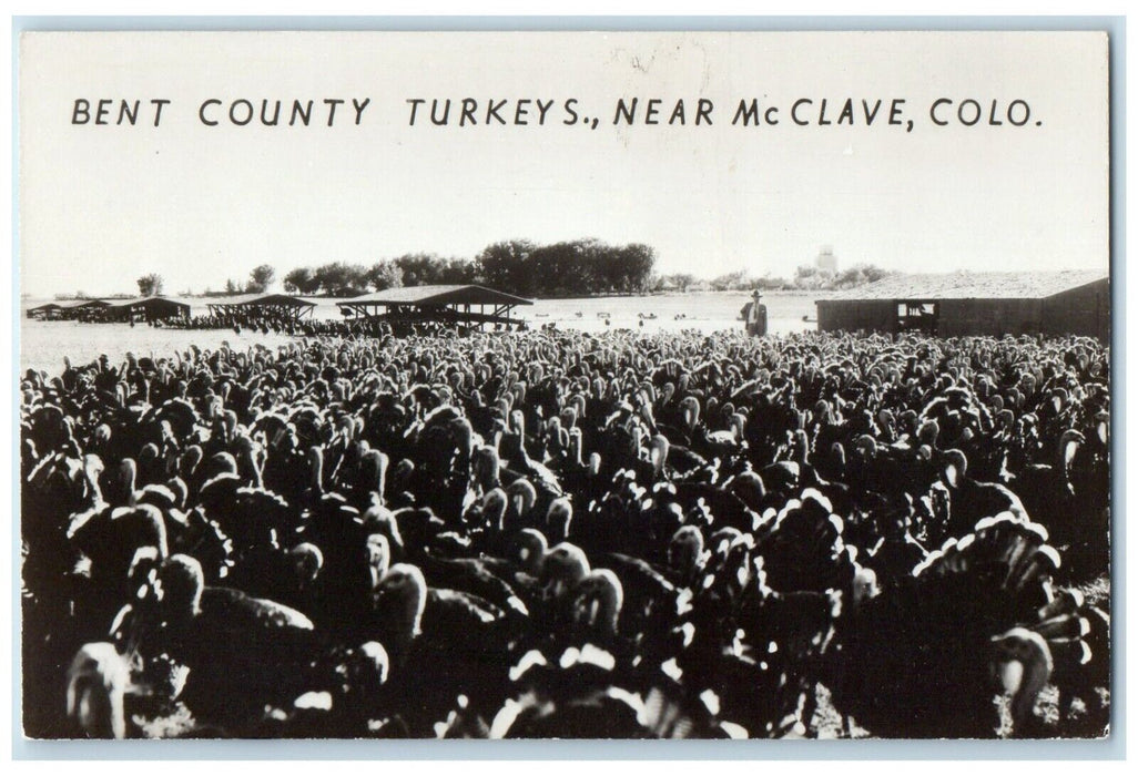 c1930's Bent County Turkeys Near Mc Clave Colorado CO RPPC Photo Postcard