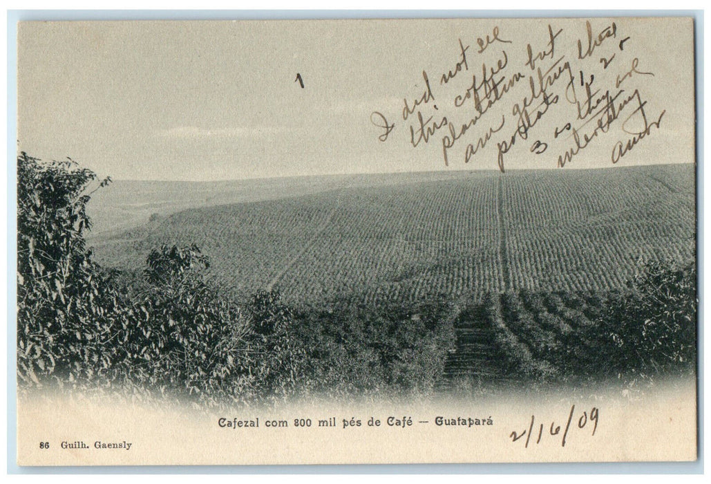 1909 Coffee Plant 800 Thousand Pedes Of Guatapara Coffee Brazil Postcard