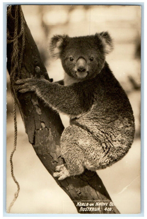 1935 Koala Or Native Bear Australia Animals RPPC Photo Vintage Postcard