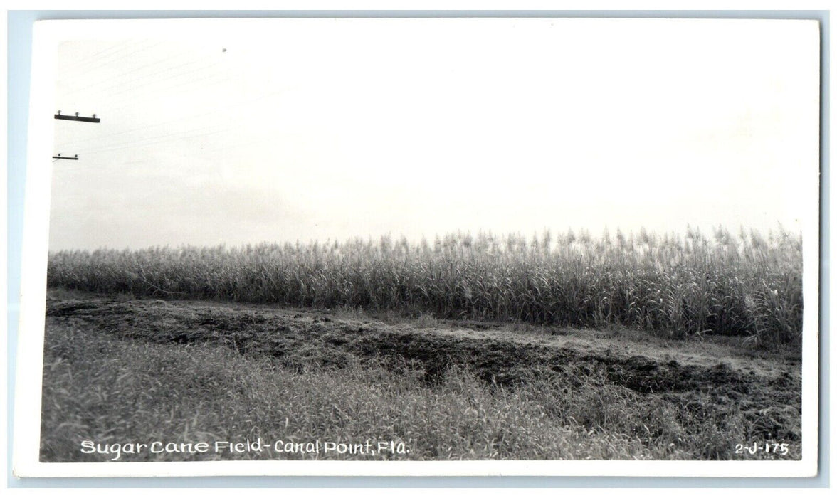 c1950's Sugar Cane Field Canal Point Florida FL Cline RPPC Photo Postcard