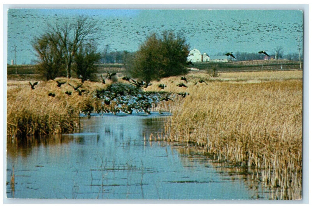 1960 Migrating Canada Geese Horicon Marsh Dodge County Waupun Wisconsin Postcard