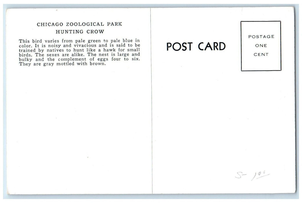 Chicago Zoological Park At Brookfield Illinois IL Hunting Crow Bird Postcard