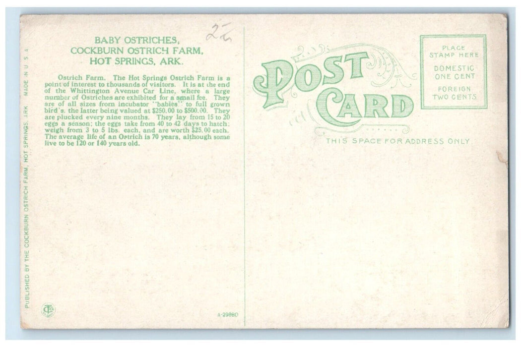 c1910's Baby Ostriches Cockburn's Ostrich Farm Hot Springs Arkansas AR Postcard