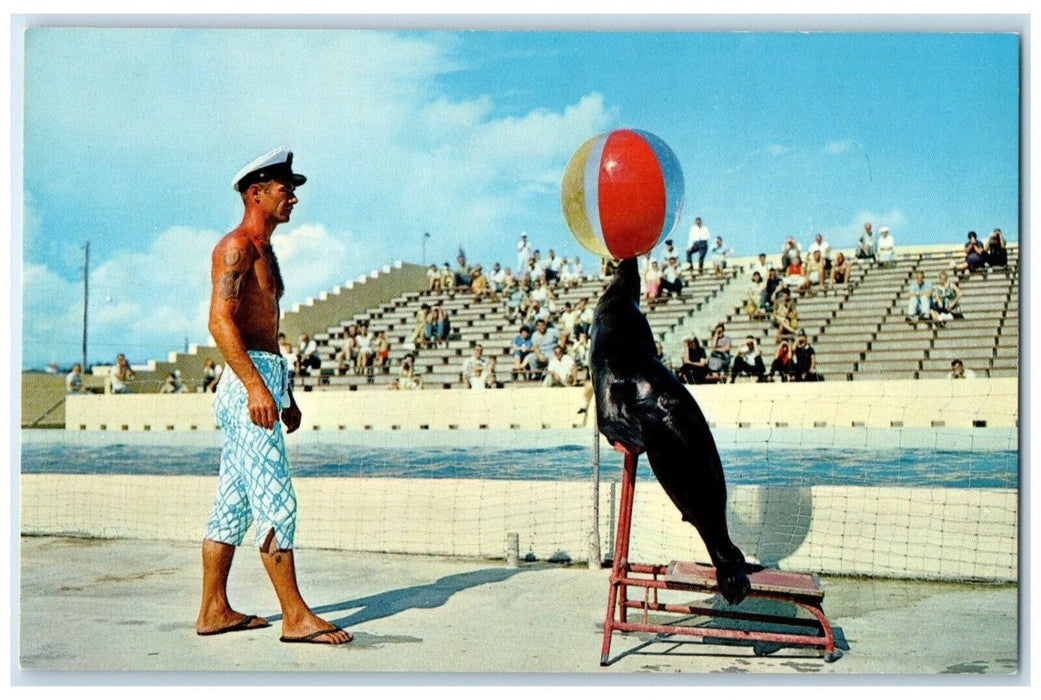 c1960 Seal Acts Marine Life Beach Gulfport Mississippi Deep South Card Postcard