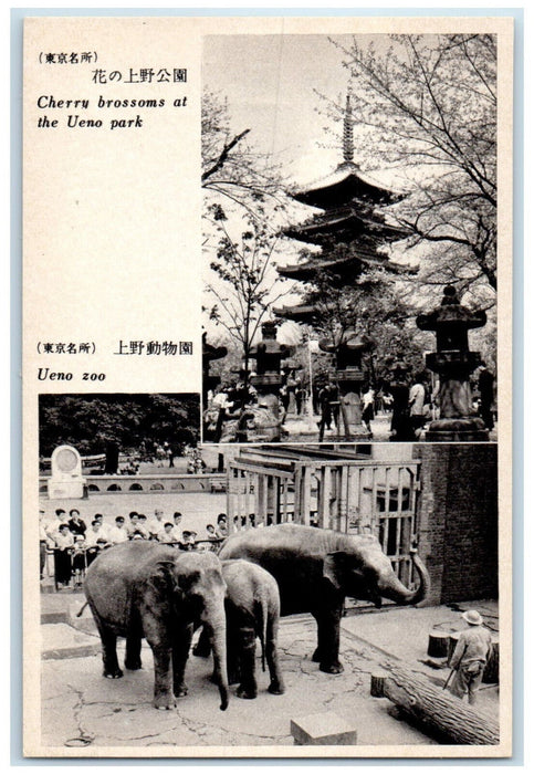 c1950's Elephants Cherry Blossoms at the Ueno Park Ueno Zoo Japan Postcard