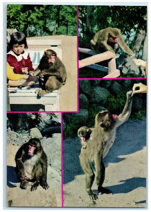 c1950's National Park Mt. Takasaki Little Girl Baboon Animal Oita Japan Postcard