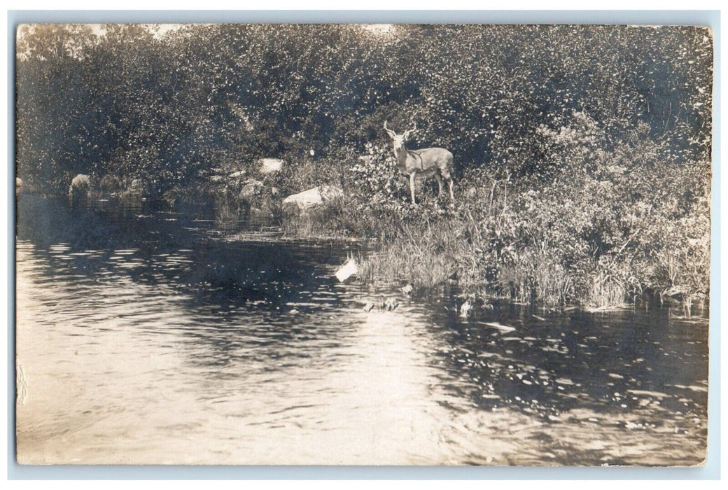 1913 Deer Scene River North East Carry Maine ME RPPC Photo Antique Postcard