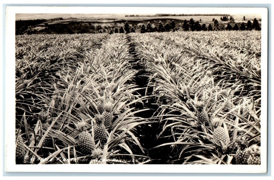 c1940's Pineapple Plantation Near Honolulu Hawaii HI RPPC Photo Vintage Postcard