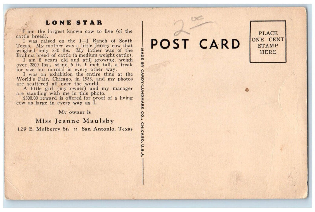 c1940 Lone Star Cattle Breed Cow JJ Ranch Maulsby San Antonio Texas TX Postcard