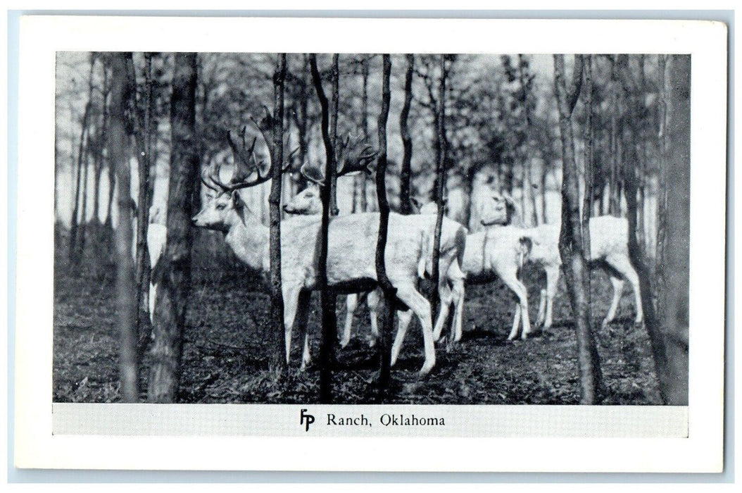c1950's Reindeer Animal Frank Philips Ranch Woolaroc Oklahoma Vintage Postcard