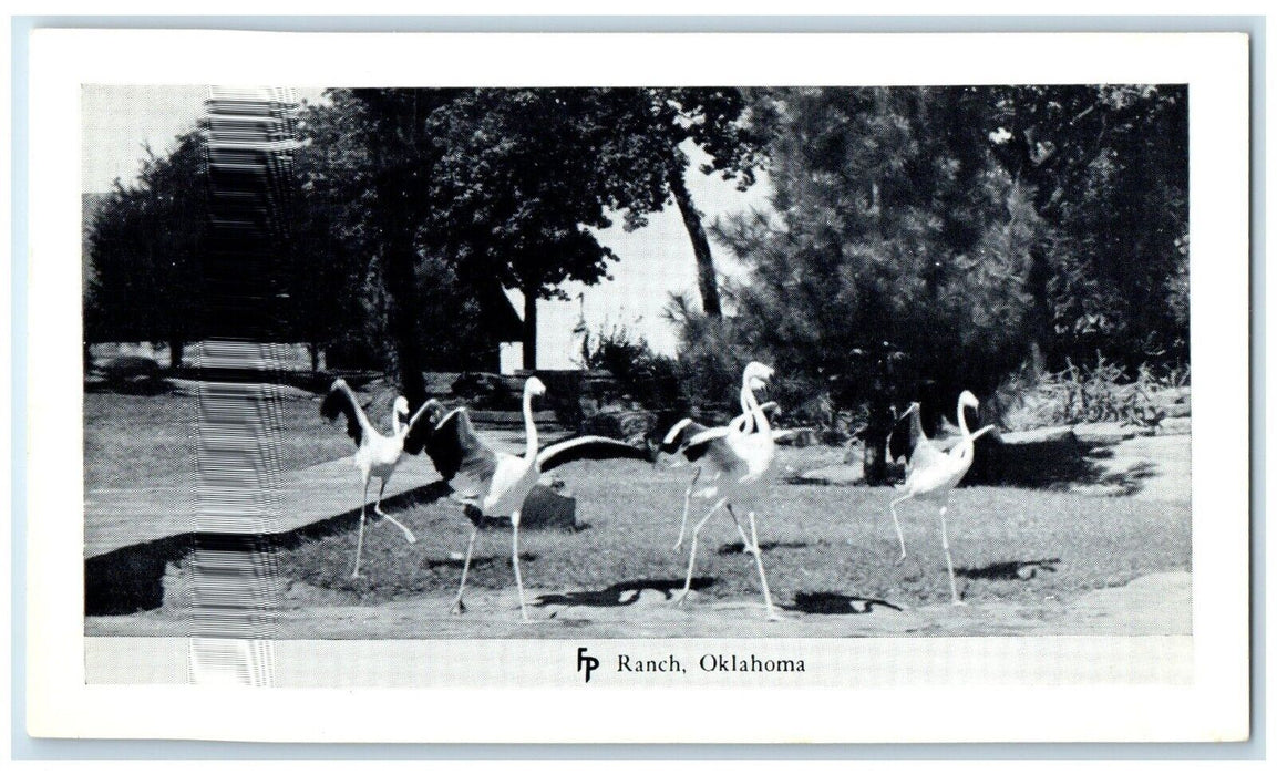 c1950's Flamingo Animal Frank Philips Ranch Woolaroc Oklahoma Vintage Postcard