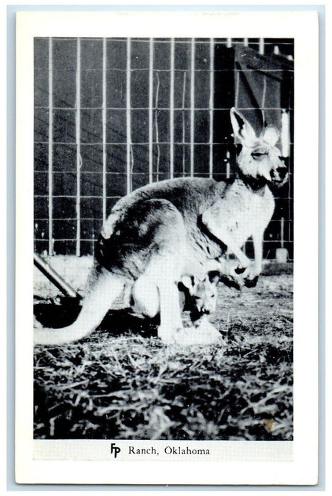 c1950's Kangaroo Animals Frank Philips Ranch Woolaroc Oklahoma Vintage Postcard