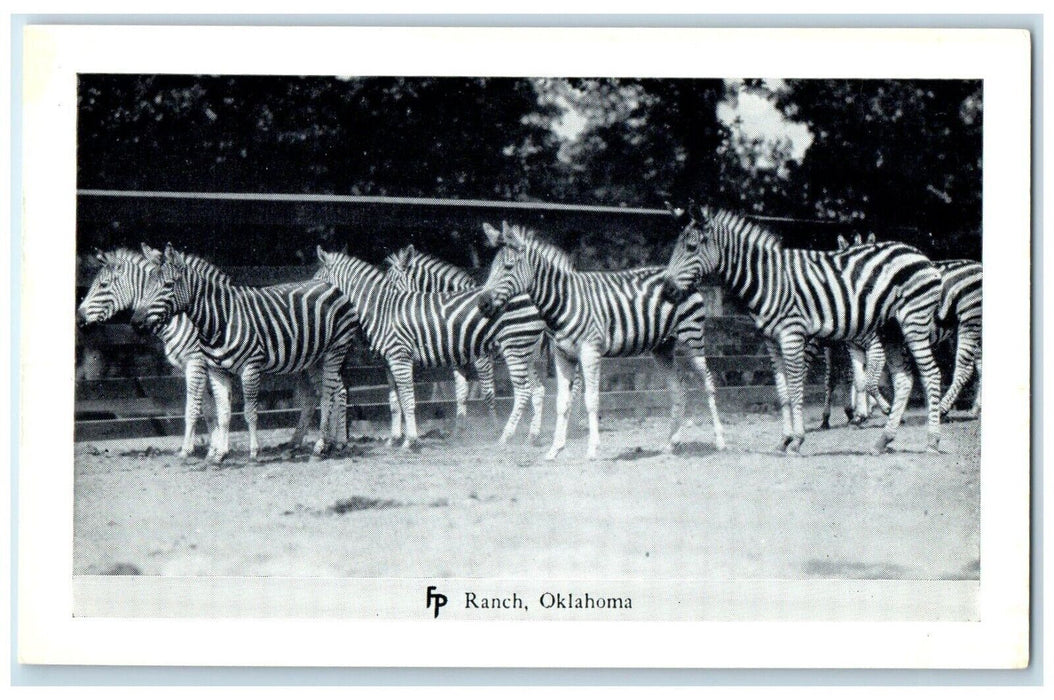 c1950's  Zebra Animal Frank Philips Ranch Woolaroc Oklahoma OK Vintage Postcard