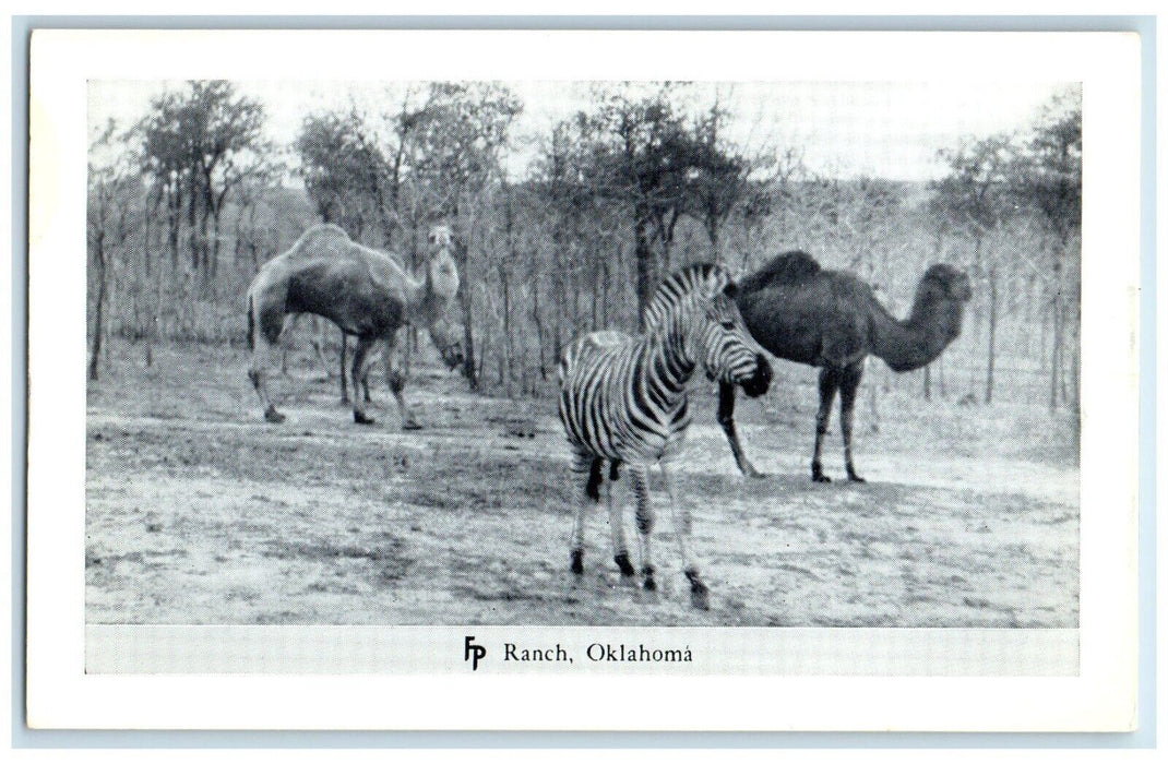c1950's  Zebra Camel Frank Philips Ranch Woolaroc Oklahoma OK Vintage Postcard