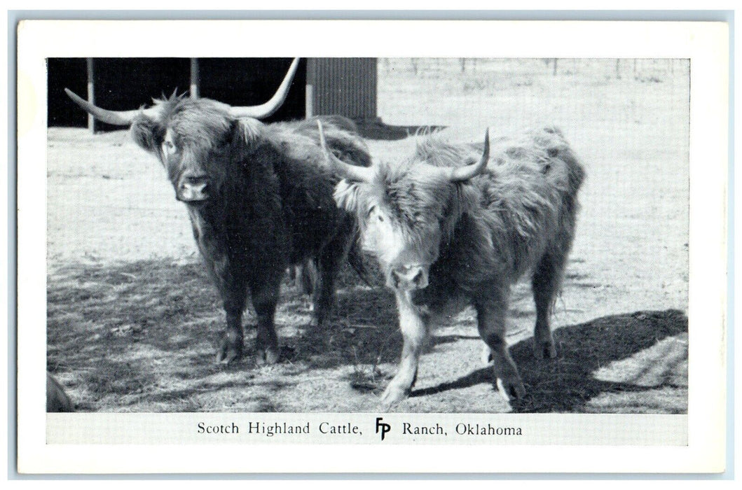 c1950's Alpaca Animal Frank Philips Ranch Woolaroc Oklahoma OK Vintage Postcard
