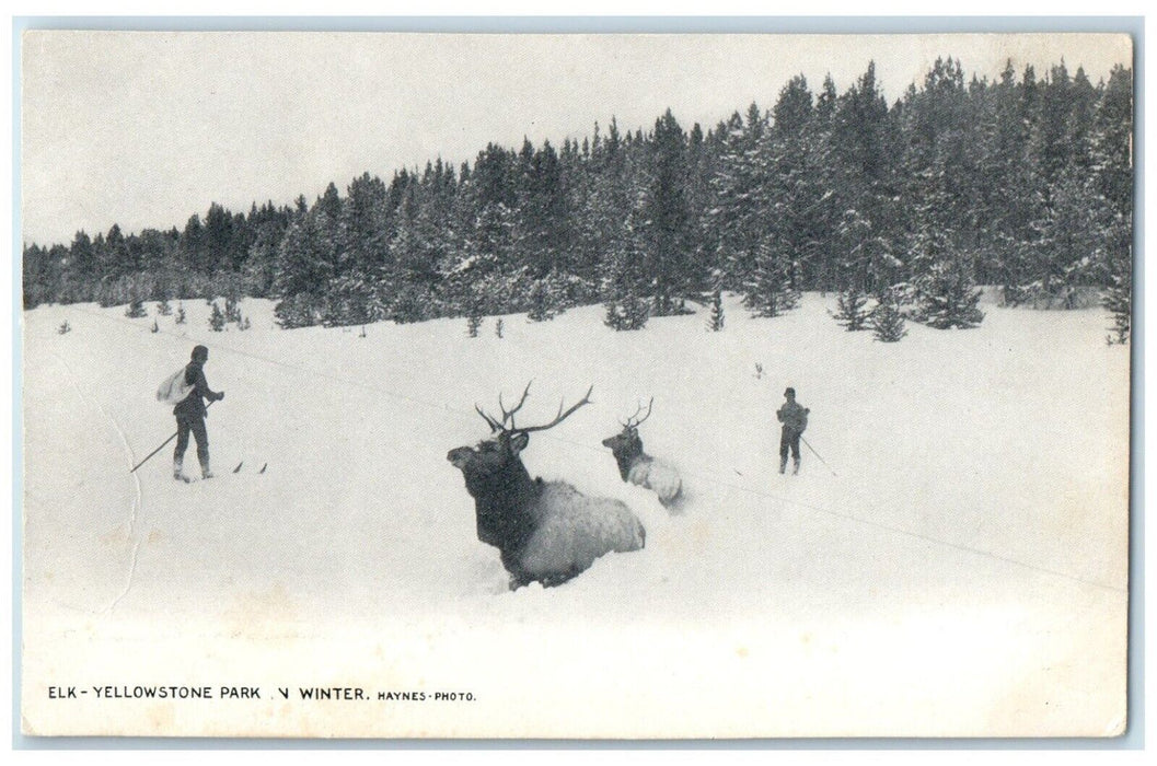 c1905 Elk Yellowstone Park Winter Reindeer Snow Skiing Exterior Wyoming Postcard