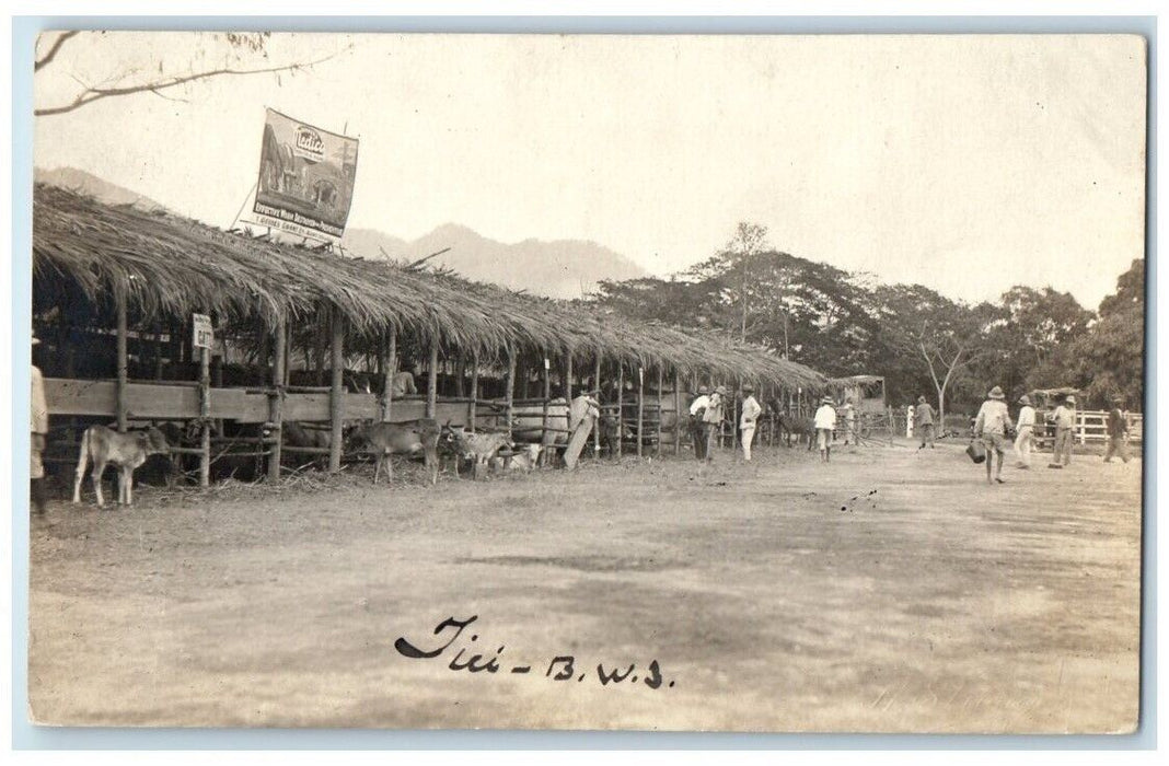 c1918 Livestock Cattle Cow Pen Jici Beach Taiwan RPPC Photo Unposted Postcard