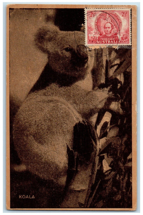 1947 View of Koala Hanging in the Tree Australia Vintage Posted Postcard