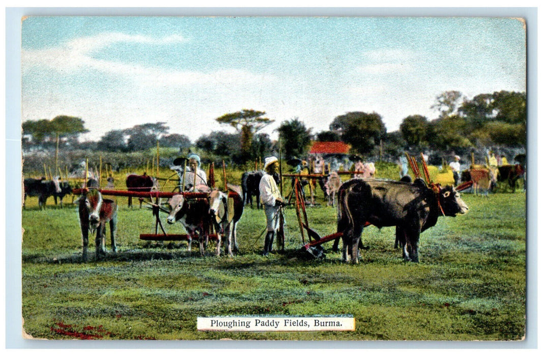 c1910 Cow Farm Equipment Ploughing Paddy Fields Burma Myanmar Postcard