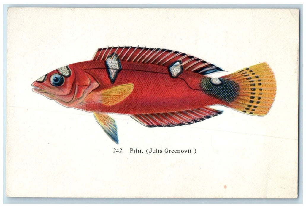 c1910 Pihi Julis Greenovii Fish Commission Honolulu Hawaii Exposition Postcard