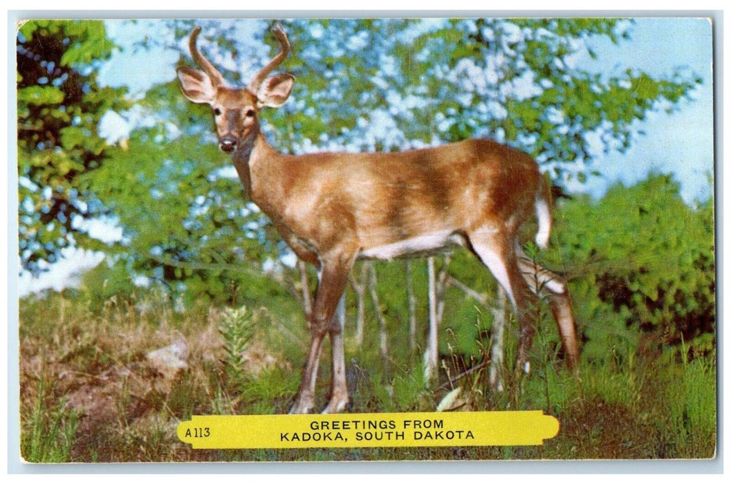 c1960 Greetings From Deer Animal Kadoka South Dakota SD Vintage Antique Postcard