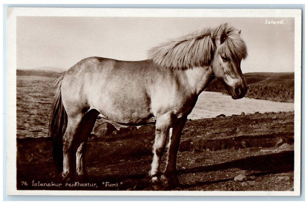 c1930's Buck Iceland Islenskur Reidhestur "Funi" Vintage RPPC Photo Postcard