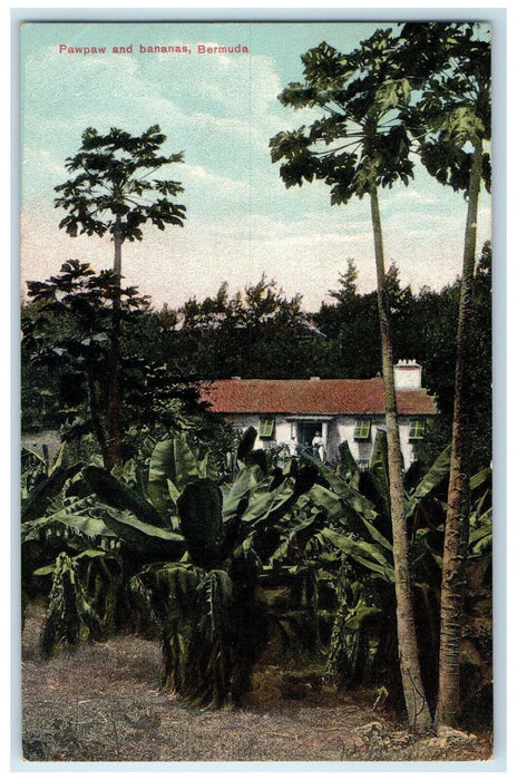 c1910's House View Pawpaw and Bananas Bermuda Antique Unposted Postcard