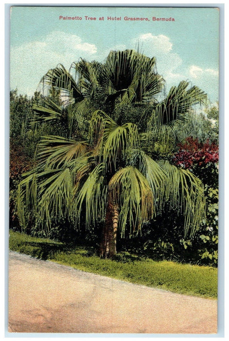 c1910's Palmetto Tree at Hotel Grasmere Bermuda Antique Unposted Postcard