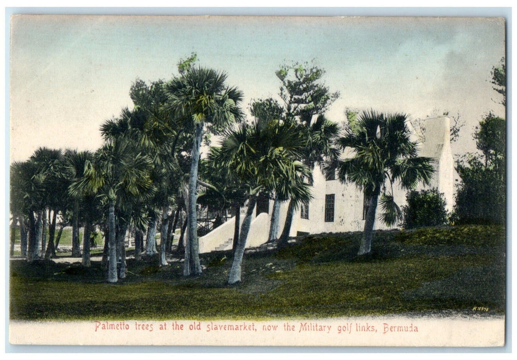c1905 Palmetto Trees Old Slavemarket Now Military Golf Links Bermuda Postcard