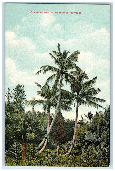 c1910 View of Cocoanut Tree at Woodlands Bermuda Antique Unposted Postcard