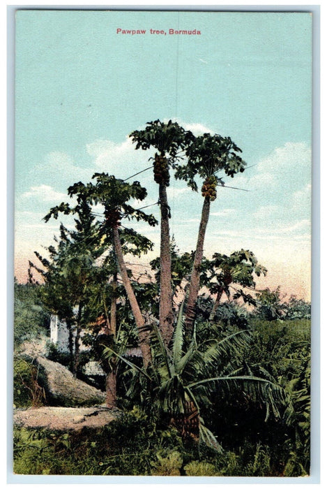 c1910 View of Pawpaw Tree Bermuda Antique Unposted Newvochrome Postcard