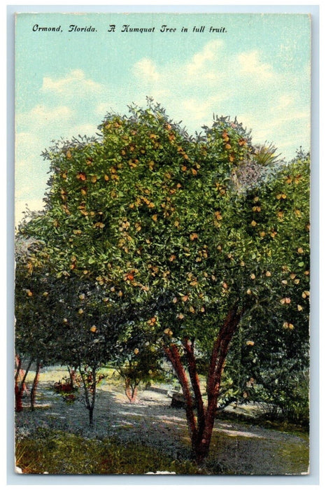 c1910 Scenic View Kumquat Tree Full Fruit Ormond Florida FL Unposted Postcard