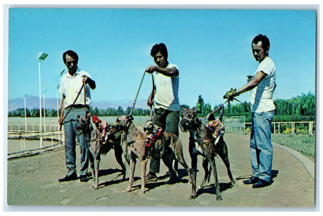 c1950's Greyhounds Races Of The Hippodrome And Galgodrome CJ Mexico Postcard