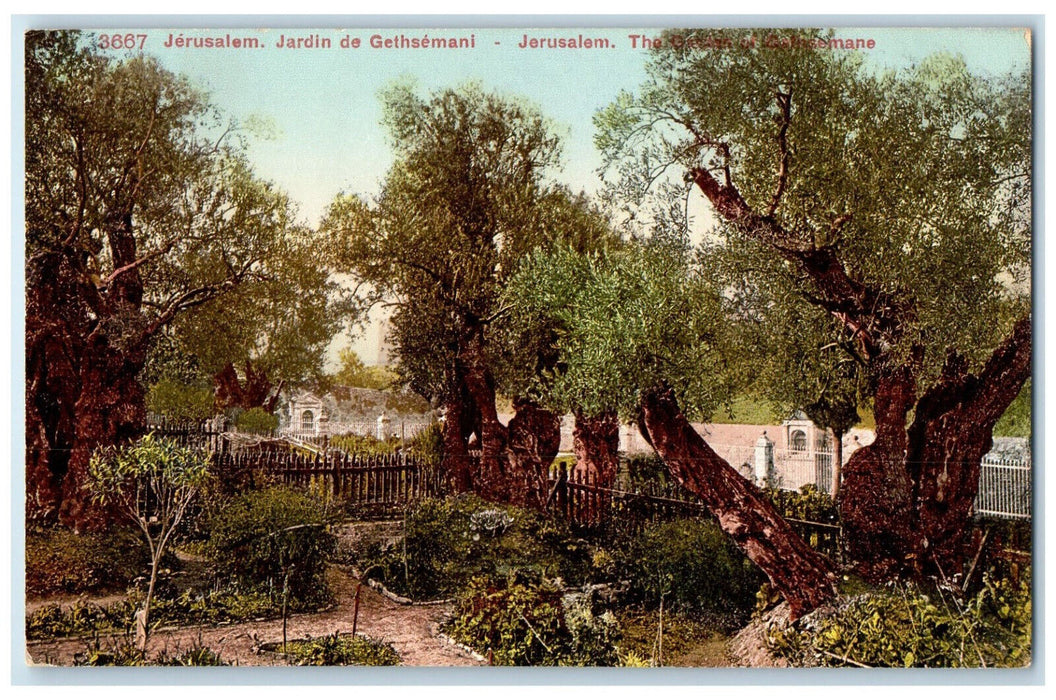 c1910 The Garden of Gethsemane Jerusalem Israel Unposted Antique Postcard