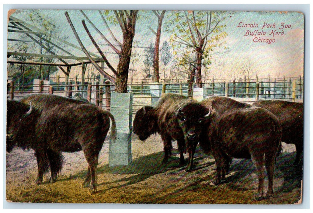 1909 Lincoln Park Zoo Buffalo Herd Chicago Illinois IL, Animals Scene Postcard